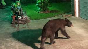OTR Dennis Moritz 050115 Bear In Backyard1 MAIN web 181003 160409