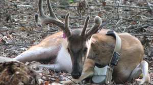 OTR GK Collared Buck Karns