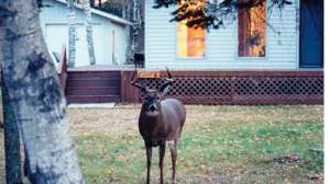 OTR bb FL Gems 61 181004 084509