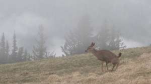 OTR dr FL doe urinating 2 181003 162039