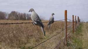 OTR js FL Dove 5 decoys on fence