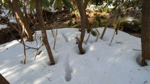 OTR lp FL shed tracks