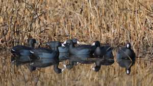 OTR mdj FL Duck Spread6 181003 162013