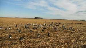 OTR mdj FL Goose Spread1 640 181003 162012