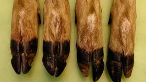 OTR pd FL Hoof Lesions Cracks Sloughing Mich DNR 181003 161920