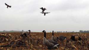 OTR pr FL read the geese6 181003 161331