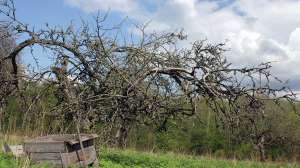 OTR tc FL Whitetail Abandoned Orchard