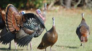 Osceola Turkeys in Florida Photo FWC Chad Weber