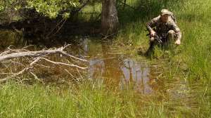 PH409 Predator hunting in summer copyright Mark Kayser