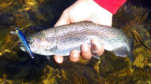 PRADCO Trout image 3 181003 160611