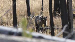 PREDATOR Grizzly bear copyright Mark Kayser