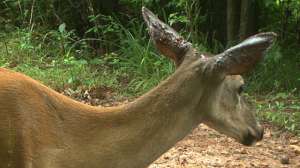 PR QDMA ticks and fire large 181003 155537