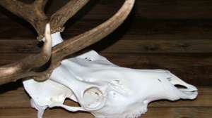 PR Skinners Skull Shop DSCF0656 181003 160604