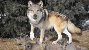 PX Wolf 15 Mount DSCN2716 181003 161323