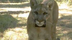 Panther release Florida Fishand Wildlife 181003 154929