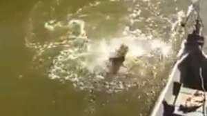 Piranha LIVELEAK 181010 154801