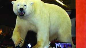 Polar Bear bowhunting 1