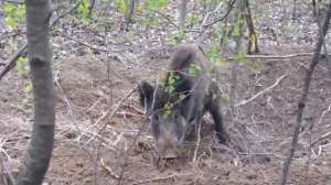 Polish Wild Boar 181010 154831