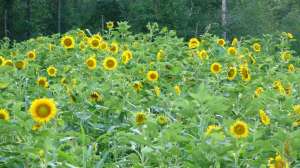 Power Plant Mature 91099