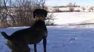 Predator Hunting Dogs 181010 155024