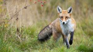 Progressive LEAD i Stock 1281242006