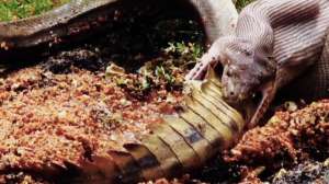 Python Eats Croc Screen Shot CNN Video 181010 155022