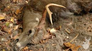 QDMA EHD1312 181003 161847