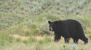 RMEF Black Bear Photo Credit Mississippi Fish and Wildlife Foundation