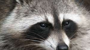 Raccoon Wikipedia photo