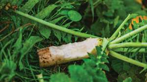 Ravish Radish Inset IMG 1917 43606