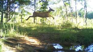 Ray Morring Cuddeback Digital