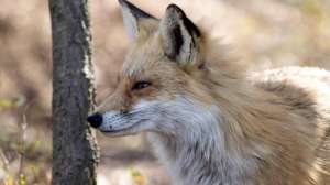 Red Fox photo by Jen Cross USFWS