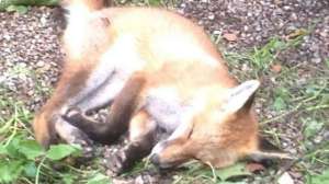 Red Fox Stolen Submittedto Canton Rep 181003 155254