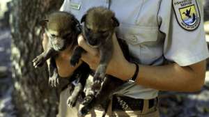 Red Wolves Pups FWS 181003 154756
