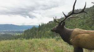 Rinehart Targets beauty