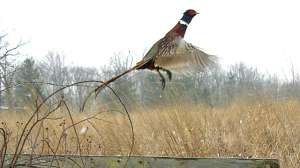 Ring Necked Pheasant Credit OHIODNR 181004 095216
