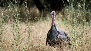 Rio Grande Turkey00013