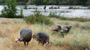 Rio Grande Turkey00253