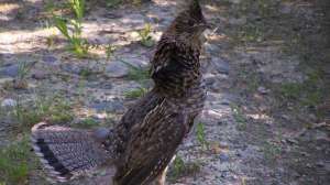Ruffed Grouse PUBLIC DOMAIN 181003 155339