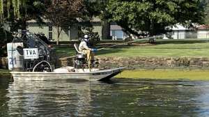 Salvinia minima being treated w herbicide by TVA on Guntersville Lake Alabama photo Clemons