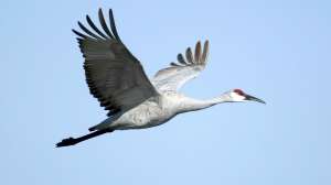 Sandhill Crane Photo by USFWS
