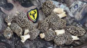 Scentblocker Mushrooms 181003 155353