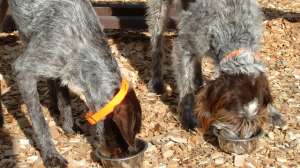 Scott Linden Feed Dogs 181003 160244