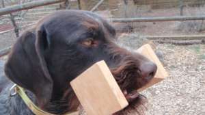 Scott Linden Force Train1 181003 160638