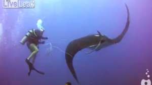 Screen Shot 2014 09 16 at 1217 Live Leak 181010 154744