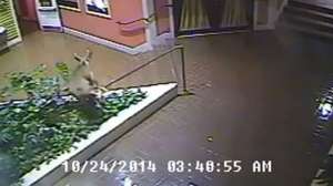 Screen Shot 2014 10 27 at 102310 AMYT Deer In Hotel 181010 154653