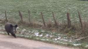 Screen Shot 2015 03 23 at 111 Wild Boar 181010 155030