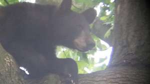 Screen Shot 2015 05 20 at 1142