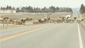 Screen Shot elk herd 181003 161854