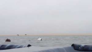 Seal Duck Hunt 181010 154928